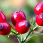 Perchè scegliere i cosmetici a base di rosa canina