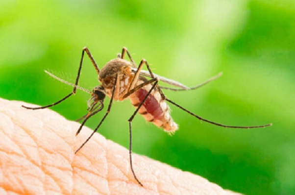 La cura della nostra salute passa anche dal difendersi dalle zanzare